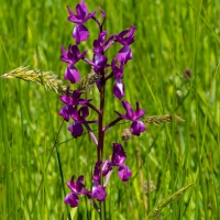 Les Vicheries Nature Reserve (Orchid Fields)