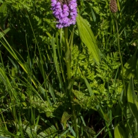 Les Vicheries Nature Reserve (Orchid Fields)