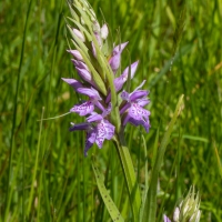 Les Vicheries Nature Reserve (Orchid Fields)