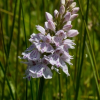 Les Vicheries Nature Reserve (Orchid Fields)