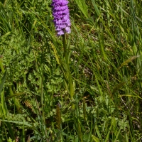 Les Vicheries Nature Reserve (Orchid Fields)