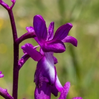 Les Vicheries Nature Reserve (Orchid Fields)