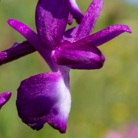 Les Vicheries Nature Reserve (Orchid Fields)