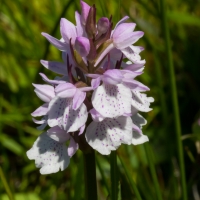 Les Vicheries Nature Reserve (Orchid Fields)