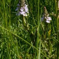 Les Vicheries Nature Reserve (Orchid Fields)