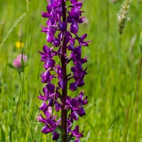 Les Vicheries Nature Reserve (Orchid Fields)