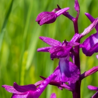 Les Vicheries Nature Reserve (Orchid Fields)