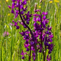 Les Vicheries Nature Reserve (Orchid Fields)