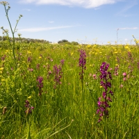 Les Vicheries Nature Reserve (Orchid Fields)