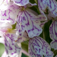 Les Vicheries Nature Reserve (Orchid Fields)