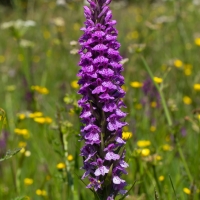 Les Vicheries Nature Reserve (Orchid Fields)