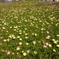 Hottentot Fig, Carpobrotus Edulis