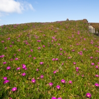 Hottentot Fig, Carpobrotus Edulis