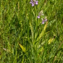 Les Vicheries Nature Reserve (Orchid Fields)