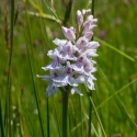 Les Vicheries Nature Reserve (Orchid Fields)