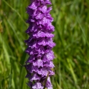 Les Vicheries Nature Reserve (Orchid Fields)