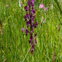 Les Vicheries Nature Reserve (Orchid Fields)