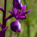 Les Vicheries Nature Reserve (Orchid Fields)