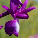 Les Vicheries Nature Reserve (Orchid Fields)