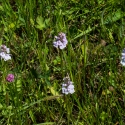 Les Vicheries Nature Reserve (Orchid Fields)