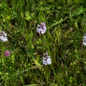 Les Vicheries Nature Reserve (Orchid Fields)