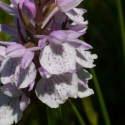 Les Vicheries Nature Reserve (Orchid Fields)