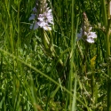 Les Vicheries Nature Reserve (Orchid Fields)