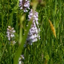 Les Vicheries Nature Reserve (Orchid Fields)