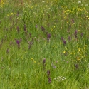 Les Vicheries Nature Reserve (Orchid Fields)