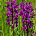 Les Vicheries Nature Reserve (Orchid Fields)