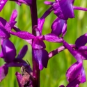 Les Vicheries Nature Reserve (Orchid Fields)