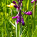 Les Vicheries Nature Reserve (Orchid Fields)