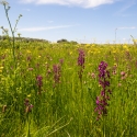 Les Vicheries Nature Reserve (Orchid Fields)