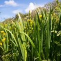 Les Vicheries Nature Reserve (Orchid Fields)