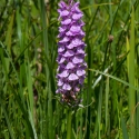 Les Vicheries Nature Reserve (Orchid Fields)