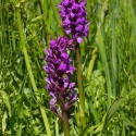 Les Vicheries Nature Reserve (Orchid Fields)