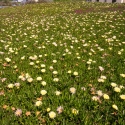 Hottentot Fig, Carpobrotus Edulis
