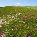 Hottentot Fig, Carpobrotus Edulis