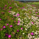 Hottentot Fig, Carpobrotus Edulis