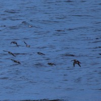 Oyster Catcher