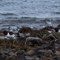 Oyster Catcher