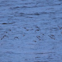 Oyster Catcher