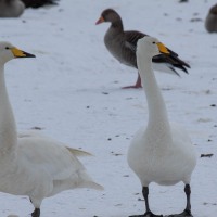 Reykjanesbær