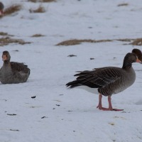 Reykjanesbær