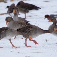 Reykjanesbær