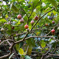 Plum tree at Russell