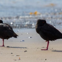 Oyster Catcher on Puriri Bay