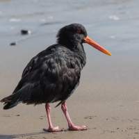 Oyster Catcher on Puriri Bay