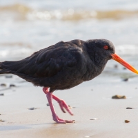 Oyster Catcher on Puriri Bay