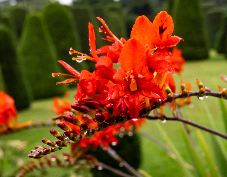 National Trust - Packwood House